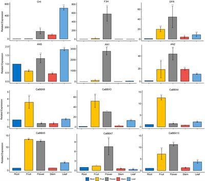 Genome-Wide Characterization and Anthocyanin-Related Expression Analysis of the B-BOX Gene Family in Capsicum annuum L.